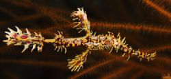 'Harlequin ghost fish' from Walindi (PNG). Taken with Oly... by Istvan Juhasz 